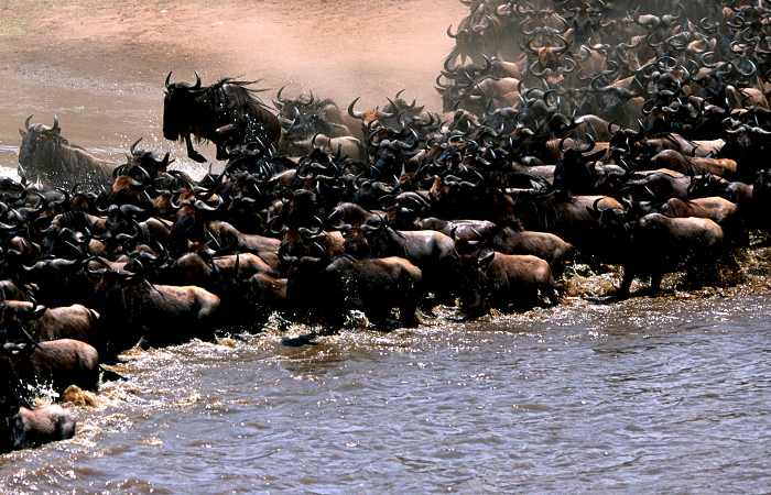 wildebeests-migration-safari-tanzania