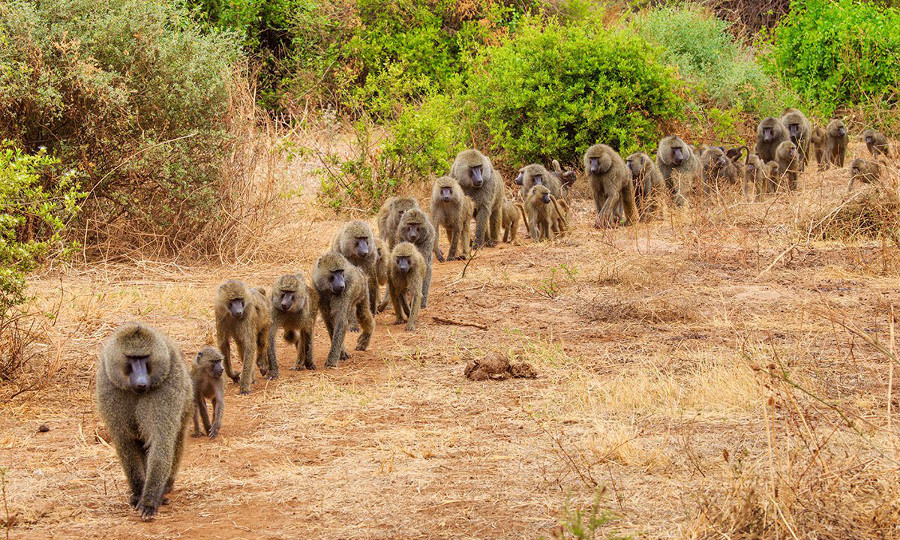 Tanzania-Lake-Manyara-Wildlife-Baboon-Troop